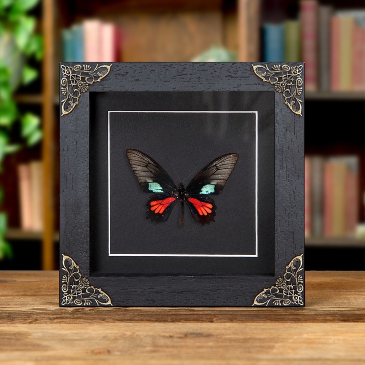 Spear-Winged Cattleheart Butterfly In Baroque Style Box Frame (Parides neophilus)