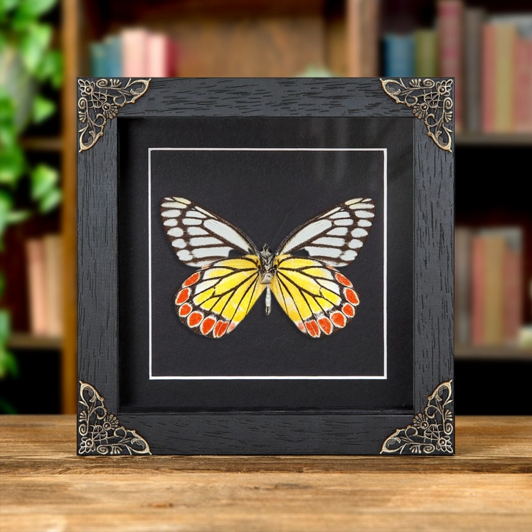 Painted Jezebel Butterfly In Baroque Style Box Frame (Delias hyparete) Painted Jezebel Butterfly In Baroque Style Box Frame (Delias hyparete)