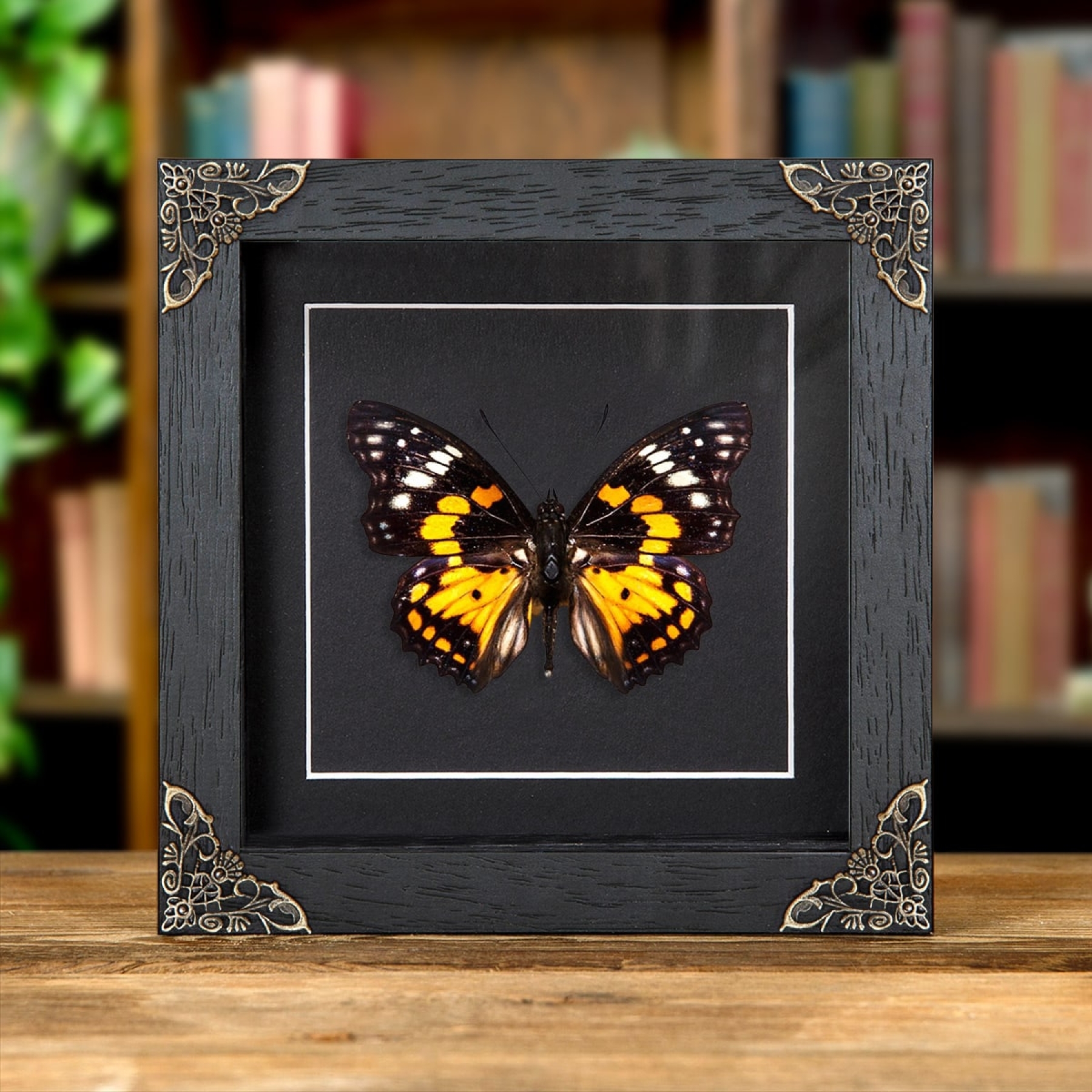 Minibeast Eastern Courtier Butterfly In Baroque Style Frame (Sephisa chandra)