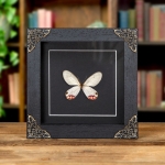 Minibeast Pyropina Phantom Butterfly In Baroque Style Frame (Cithaerias pyropina)