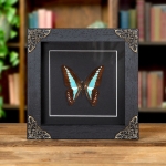 Minibeast Blue Triangle Butterfly In Baroque Style Frame (Graphium sarpedon)