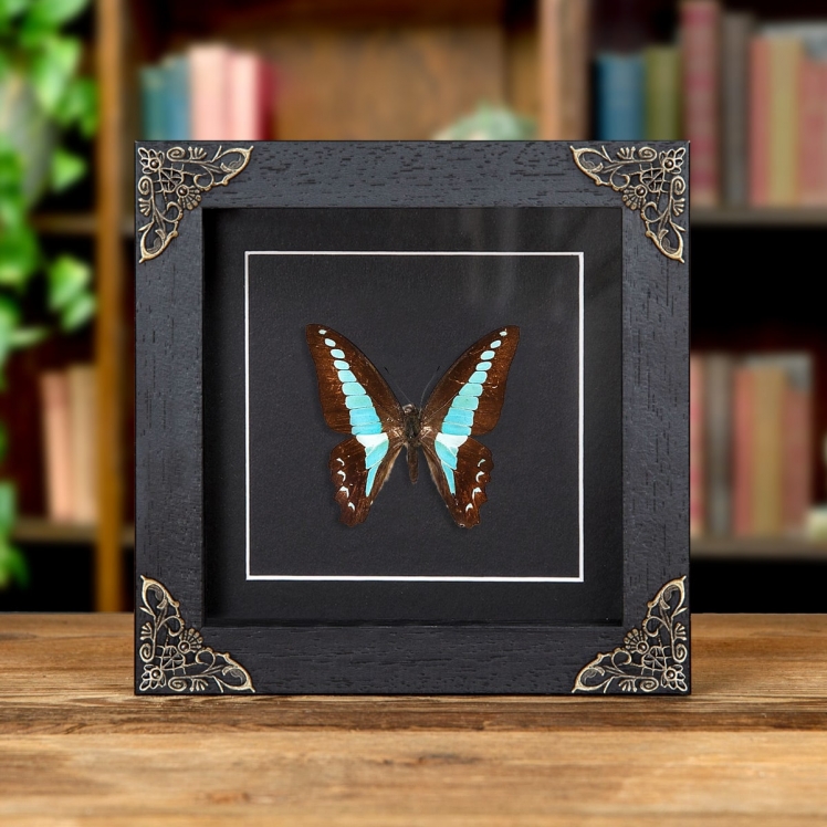 Blue Triangle Butterfly In Baroque Style Frame (Graphium sarpedon) Blue Triangle Butterfly In Baroque Style Frame (Graphium sarpedon)