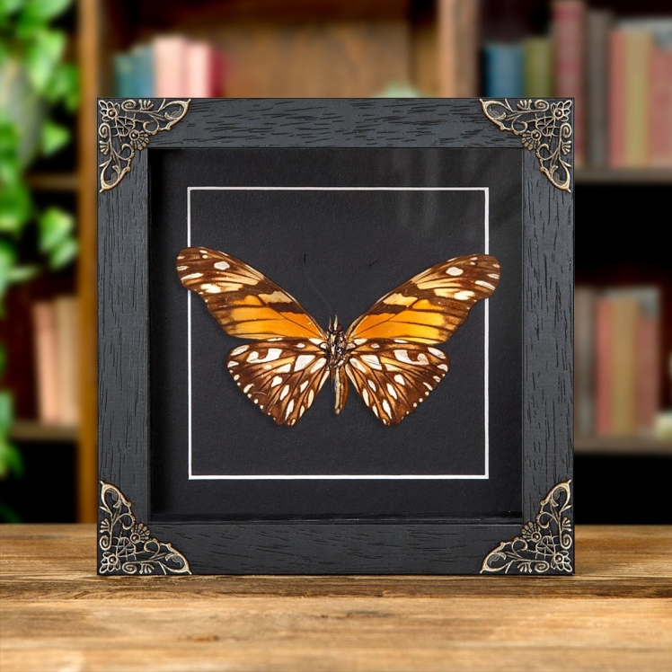 Juno Silverspot Butterfly In Baroque Style Frame (Dione june) Juno Silverspot Butterfly In Baroque Style Frame (Dione june)