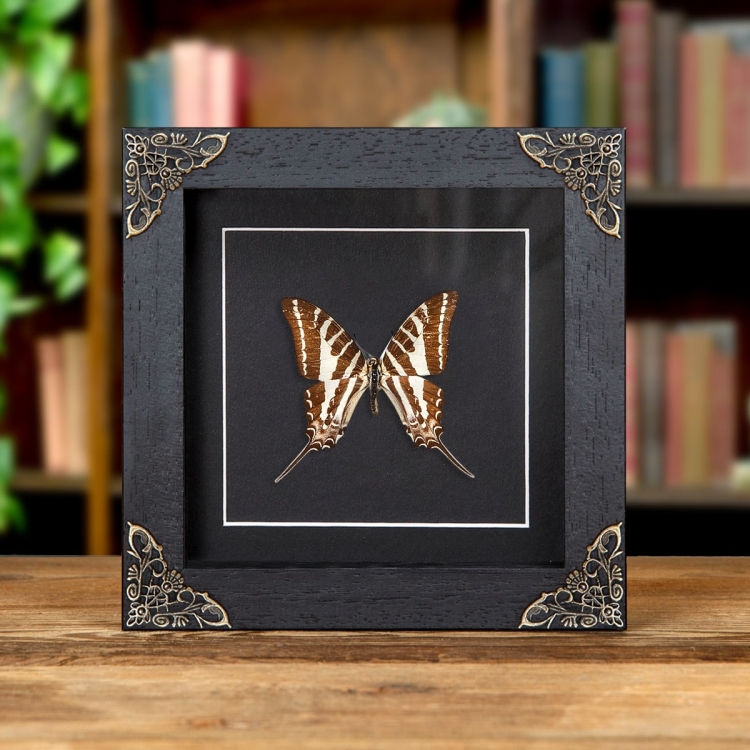 ChaIn Swordtail Butterfly In Baroque Style Frame (Graphium aristeus)