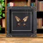 Minibeast Great Yellow Mormon Butterfly In Baroque Style Frame (Papilio lowi)