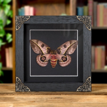 Pink Silkmoth In Baroque Style Frame (Automeris frankae)