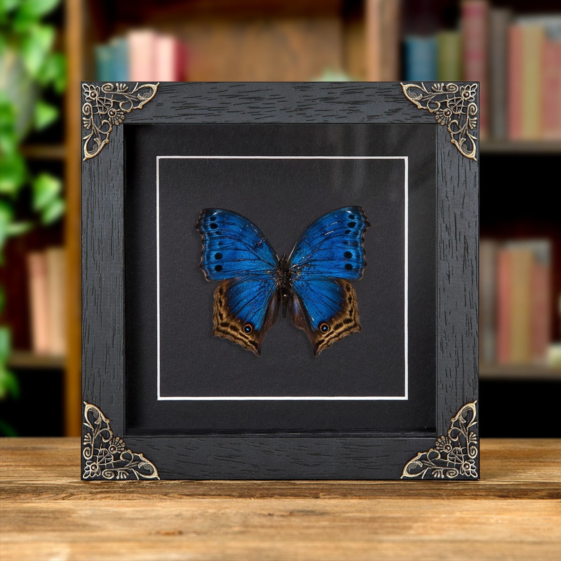 Minibeast Blue Mother-Of-Pearl Butterfly In Baroque Style Frame (Protogoniomorpha temora)