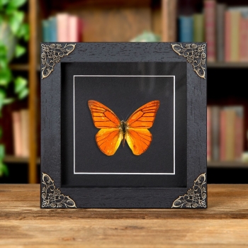 Orange Albatross In Baroque Style Box Frame (Appias nero neronis)