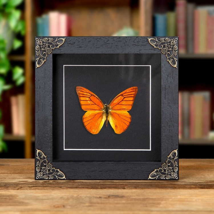 Orange Albatross In Baroque Style Box Frame (Appias nero neronis)