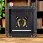 Minibeast Zodiac Moth In Baroque Style Frame (Alcides metaurus)