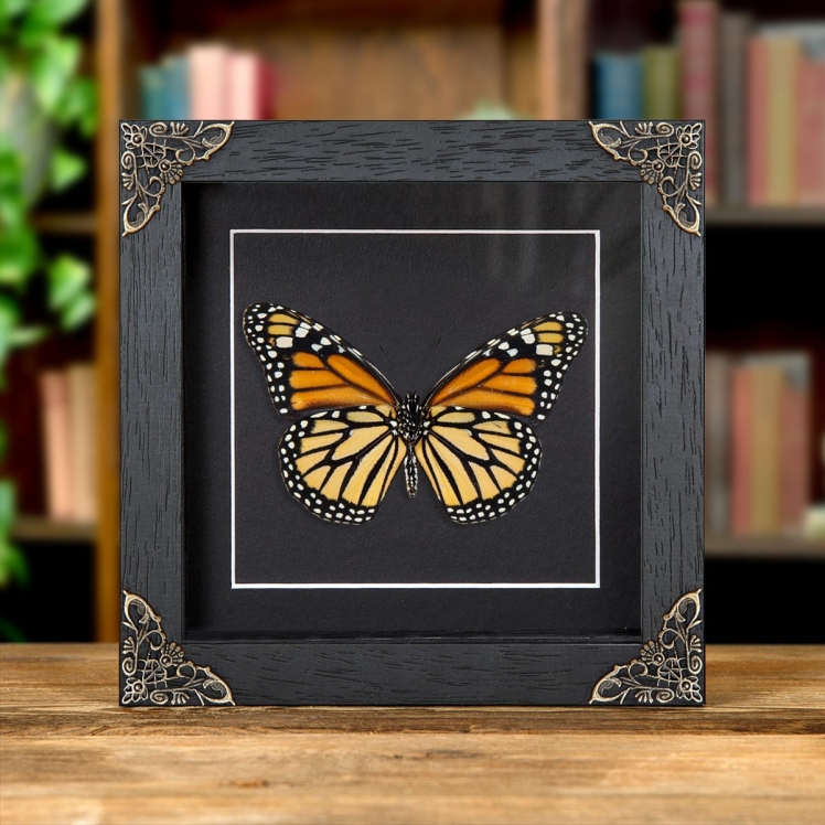 Female Monarch Butterfly Ventral Side In Baroque Style Frame (Danaus plexippus)