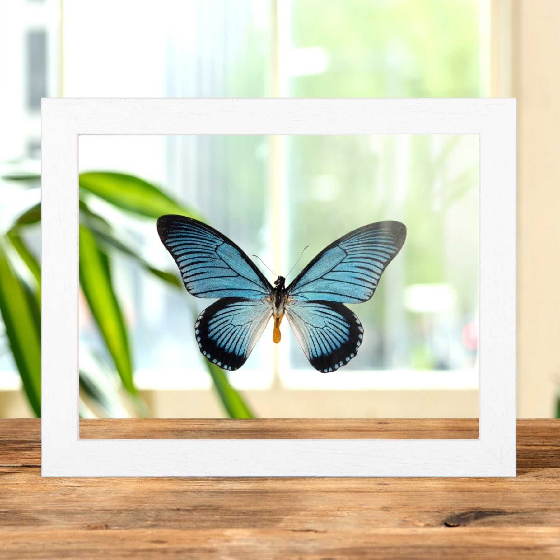 Minibeast Giant Blue Swallowtail Butterfly In Clear Glass Box Frame (Papilio zalmoxis)
