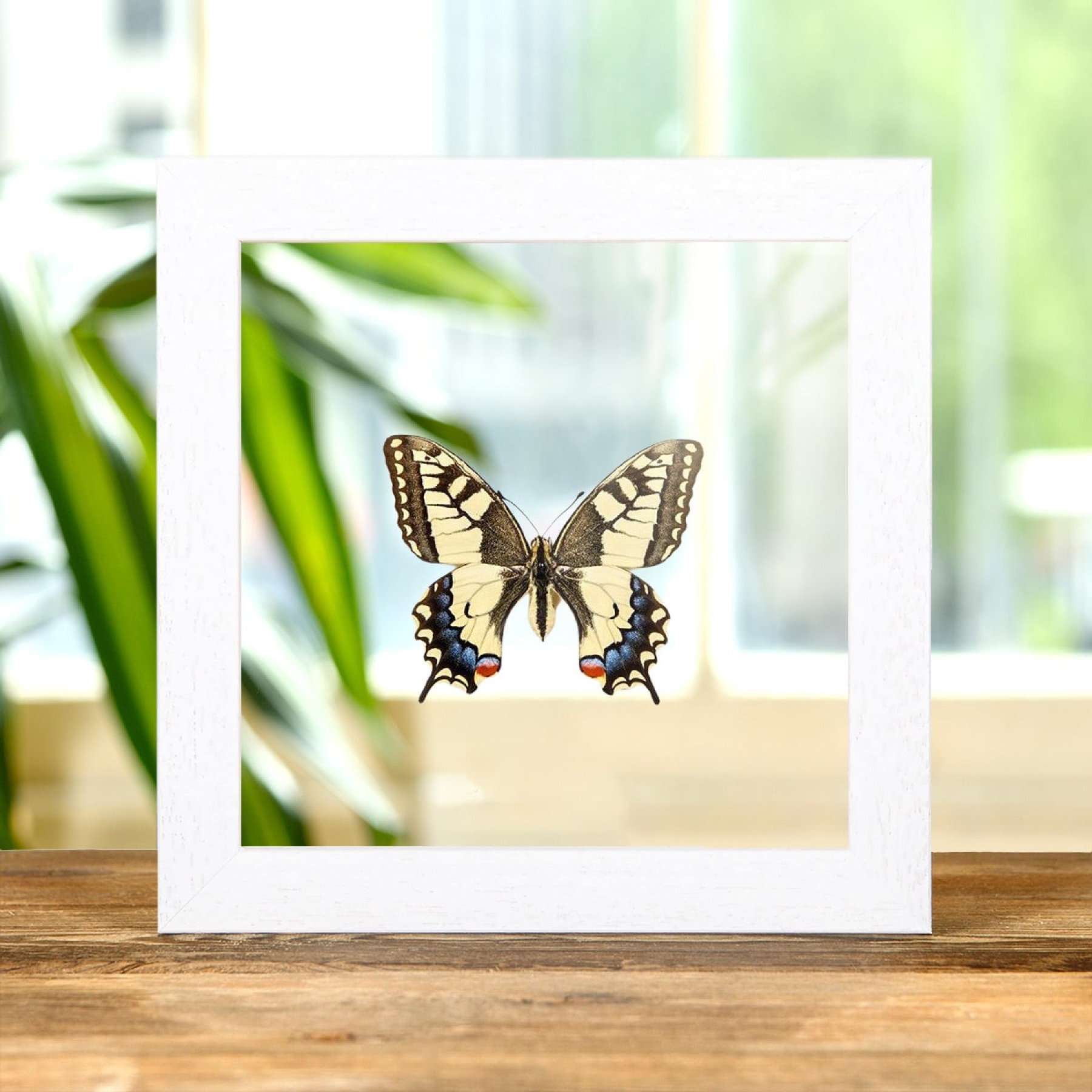 Minibeast Old World Swallowtail In Clear Glass Box Frame (Papilio machaon)