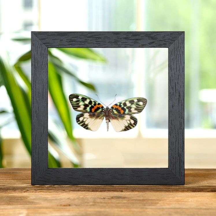 Erasmia pulchera chinensis In Clear Glass Box Frame from Asia
