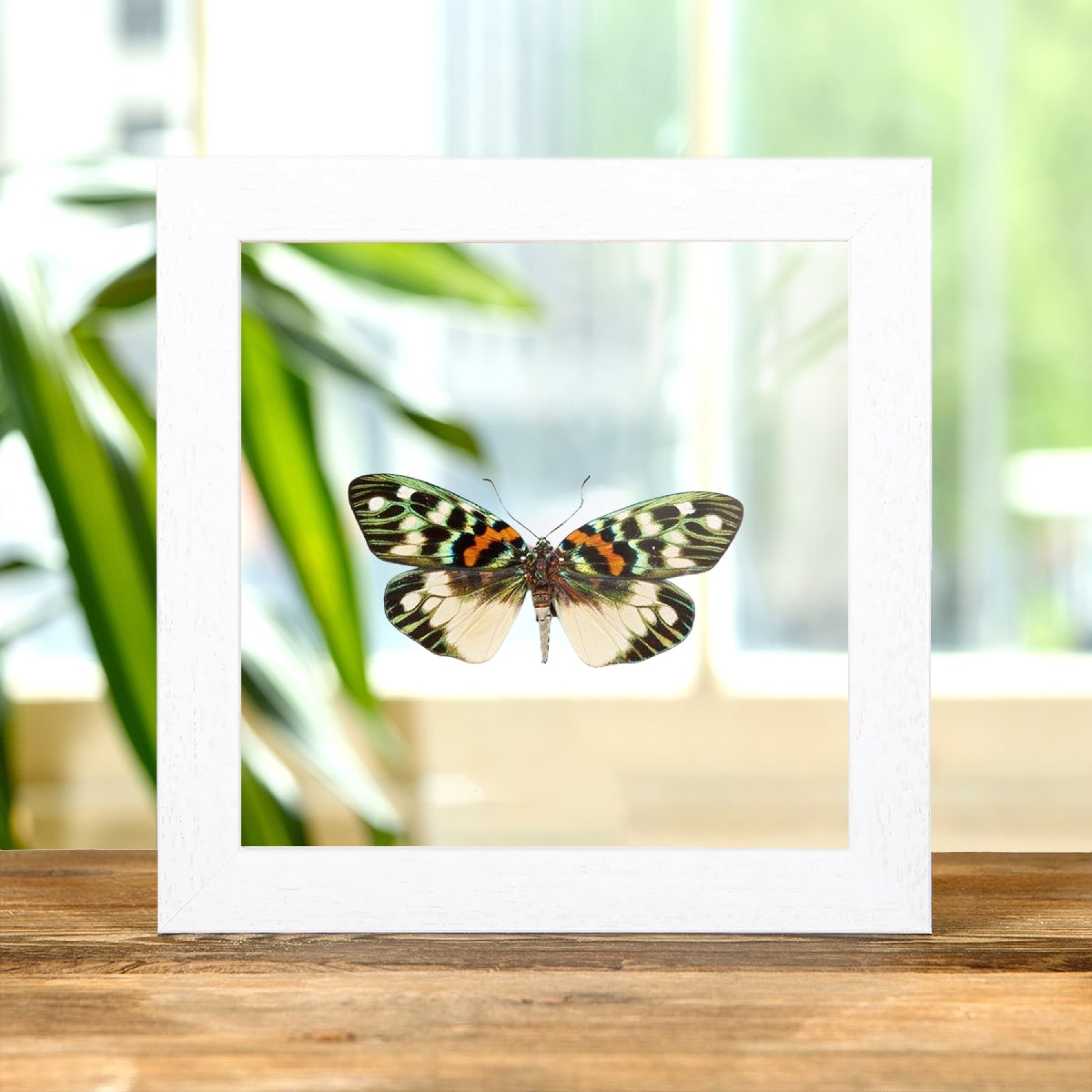 Erasmia pulchera chinensis In Clear Glass Box Frame from Asia