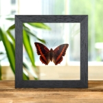 Violet-washed Charaxes In Clear Glass Box Frame (Charaxes lucretius) Minibeast Violet-washed Charaxes In Clear Glass Box Frame (Charaxes lucretius)