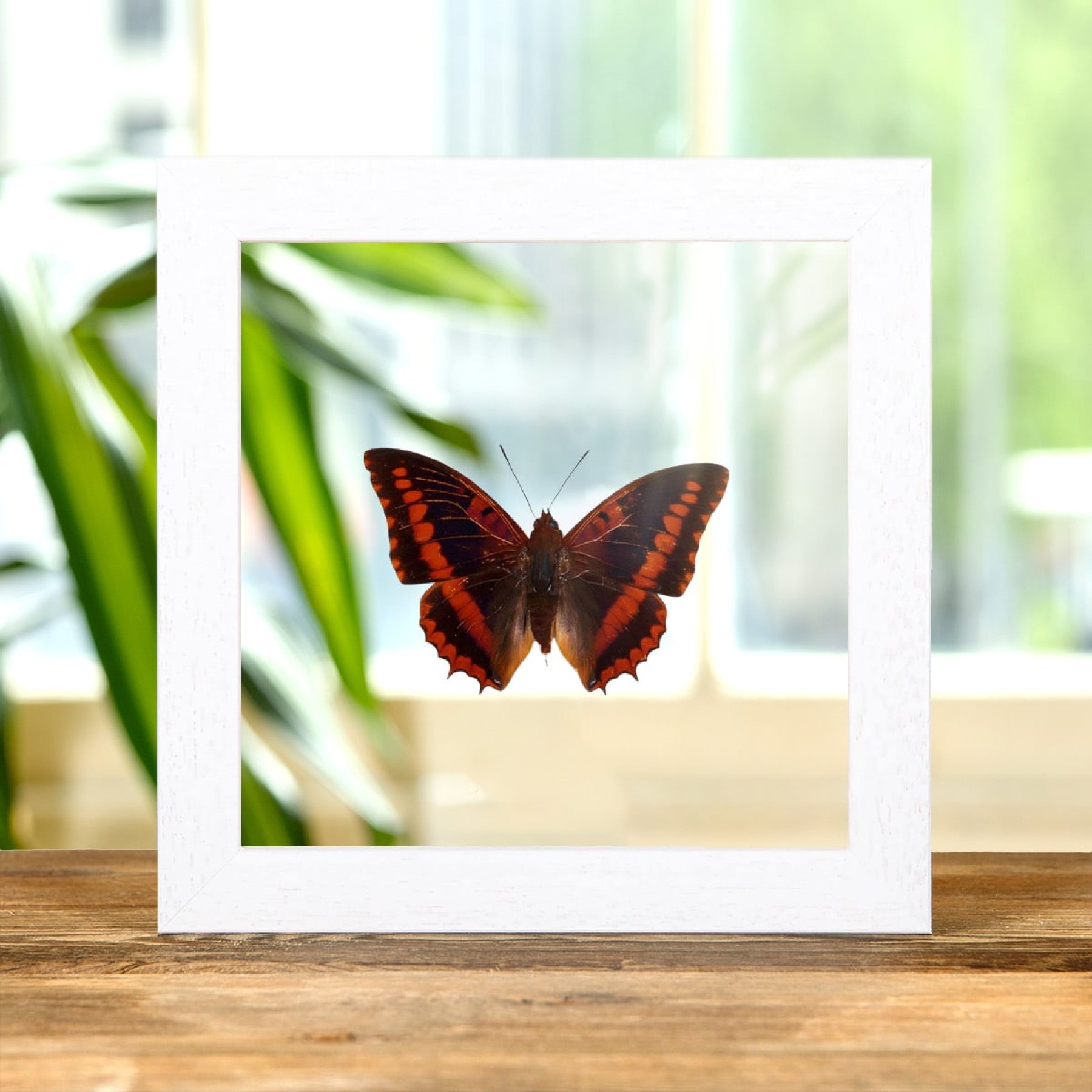 Violet-washed Charaxes In Clear Glass Box Frame (Charaxes lucretius) Violet-washed Charaxes In Clear Glass Box Frame (Charaxes lucretius)