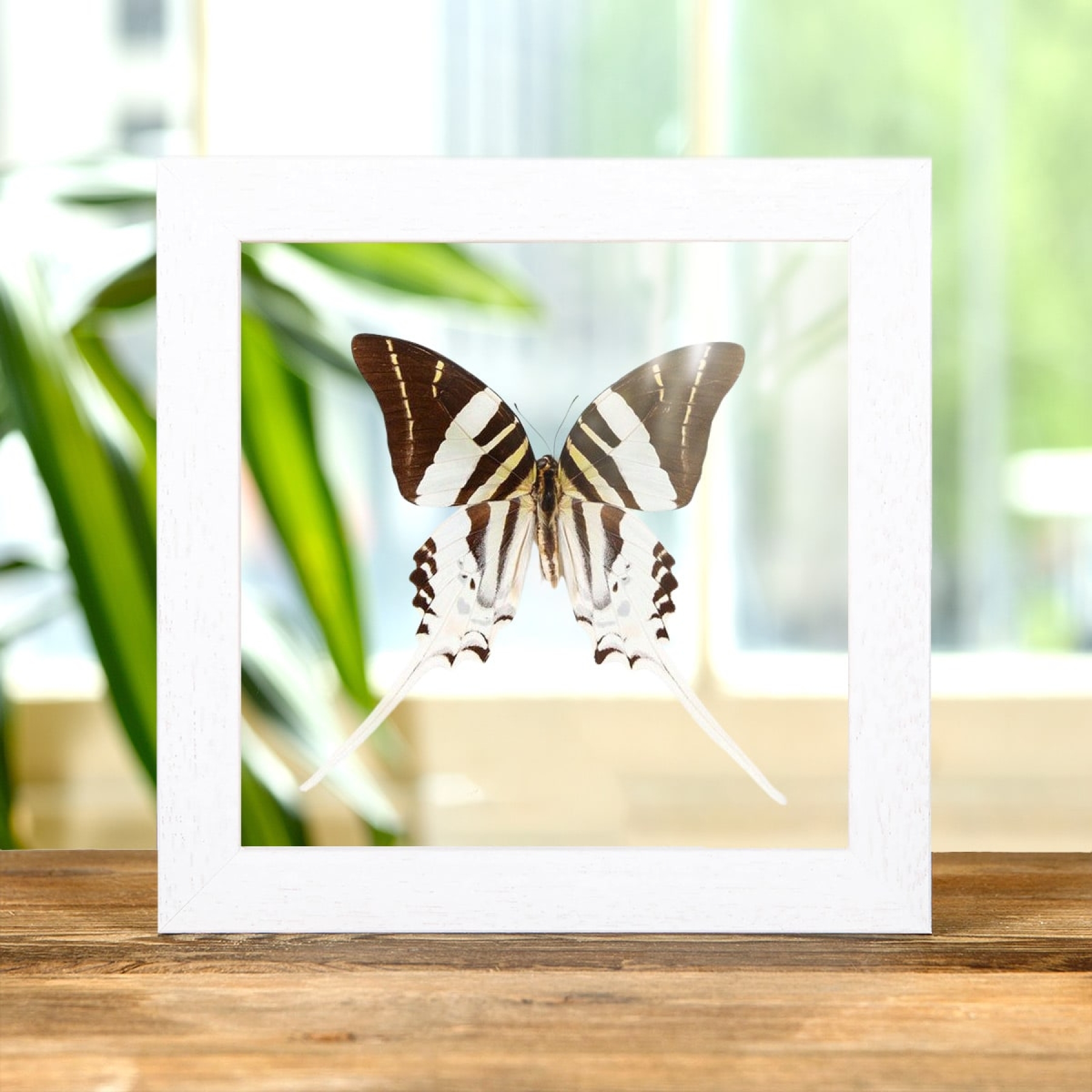 Giant Swordtail Butterfly In Clear Glass Box Frame (Graphium androcles)