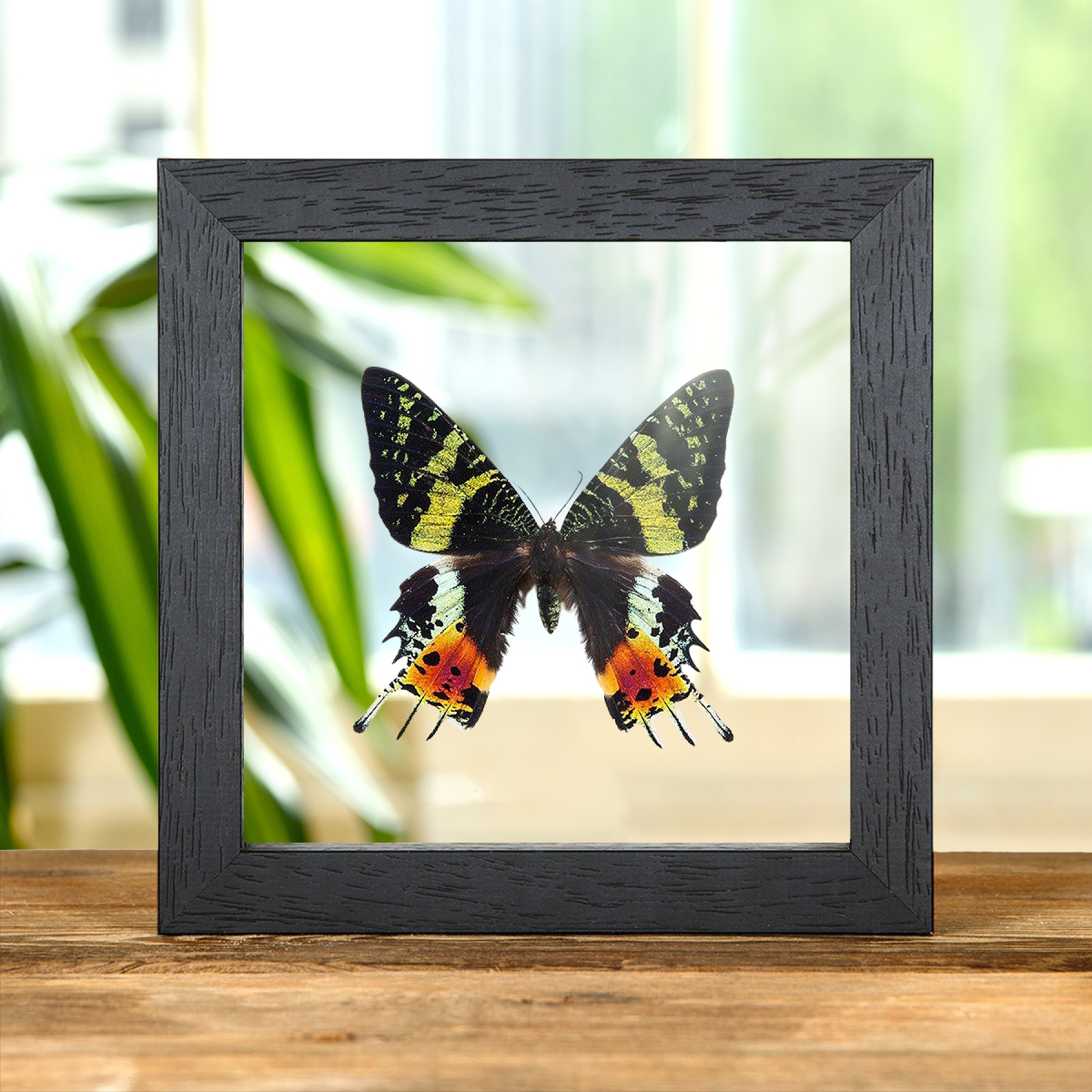 Minibeast Madagascan Sunset Moth In Clear Glass Box Frame (Chrysiridia rhipheus)