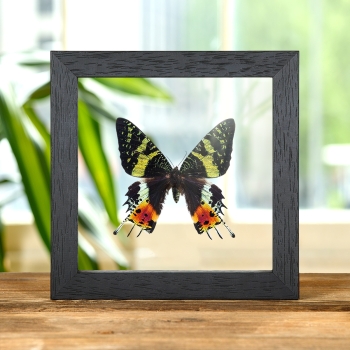 Madagascan Sunset Moth In Clear Glass Box Frame (Chrysiridia rhipheus)