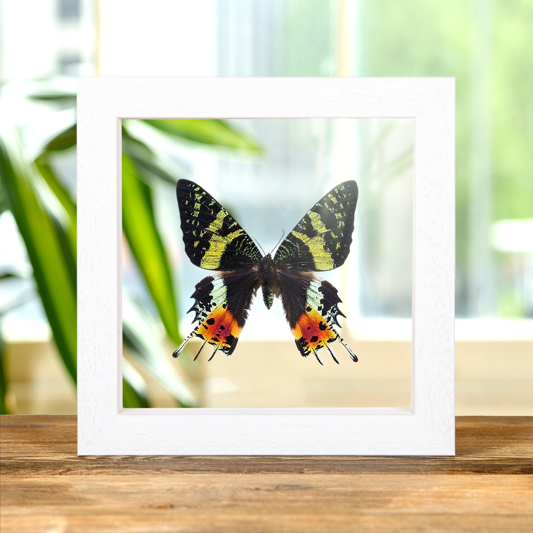 Minibeast Madagascan Sunset Moth In Clear Glass Box Frame (Chrysiridia rhipheus)