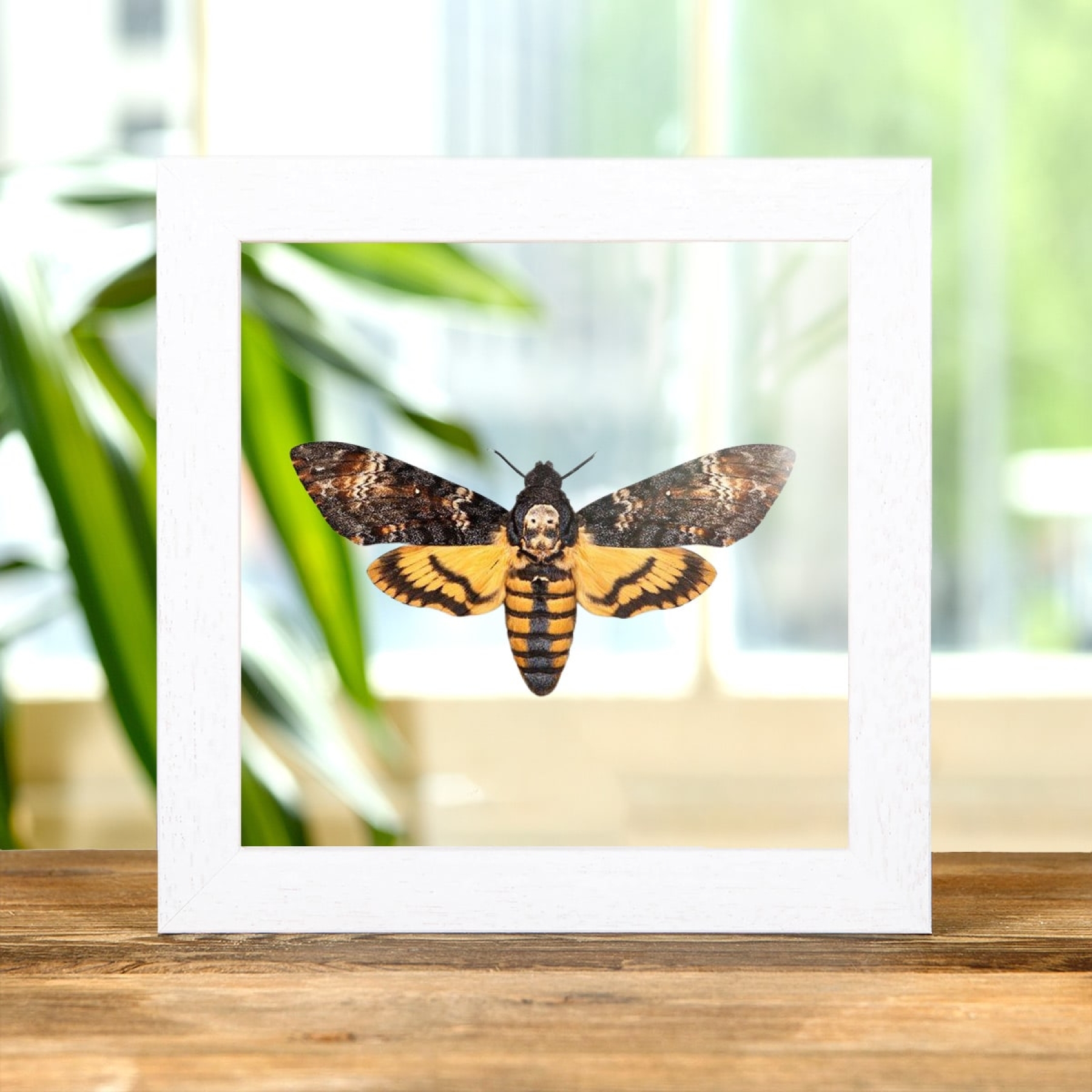 Death's Head Hawk Moth In Clear Glass Box Frame (Acherontia atropos)