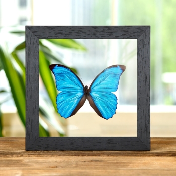 Menelaus Blue Morpho Butterfly In Clear Glass Box Frame (Morpho menelaus)