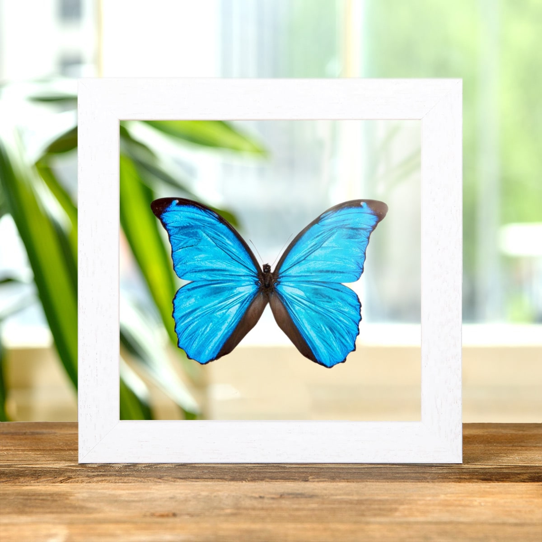 Minibeast Farfalla Morfo Blu Menelaus in Cornice di Vetro Trasparente (Morpho menelaus)