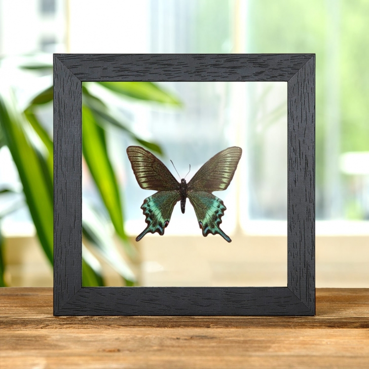 Alpine Black Swallowtail Spring Form (Papilio maackii spring form) Alpine Black Swallowtail Spring Form (Papilio maackii spring form)