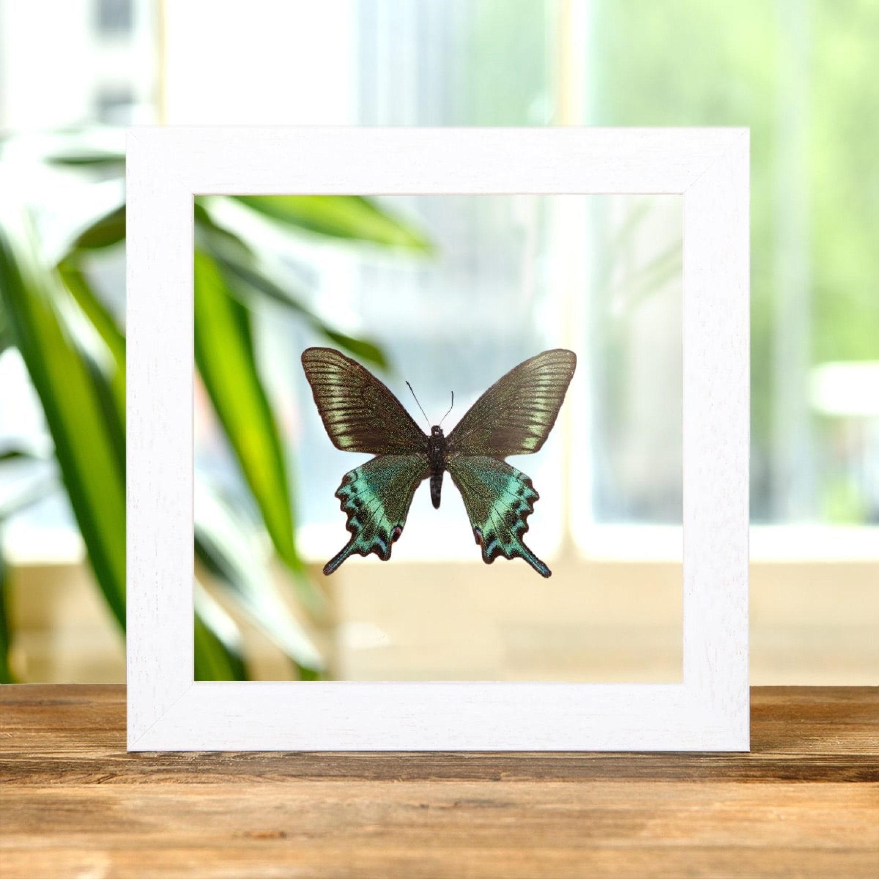 Alpine Black Swallowtail Spring Form (Papilio maackii spring form)