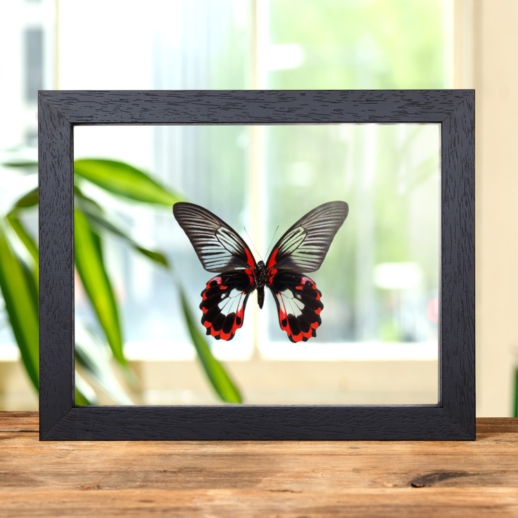 Scarlet Mormon White Form In Clear Glass Box Frame (Papilio rumanzovia)