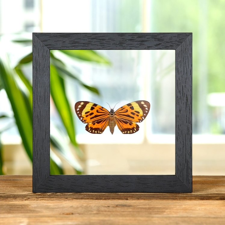 Boisduval's Tiger Moth In Clear Glass Box Frame (Chetone histrio)