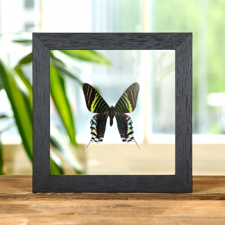 Urania Swallowtail Moth In Clear Glass Box Frame (Urania leilus)
