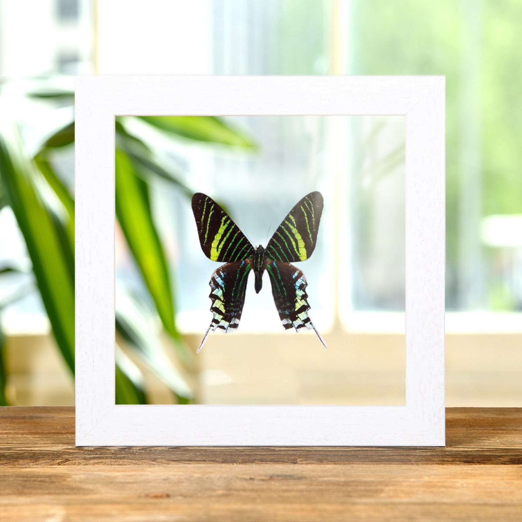 Urania Swallowtail Moth In Clear Glass Box Frame (Urania leilus)
