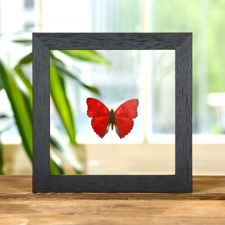 Common Red Glider In Clear Glass Box Frame (Cymothoe coccinata)