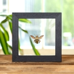 Minibeast The Carpenter Bee In Clear Glass Box Frame (Xylocopa confusa)