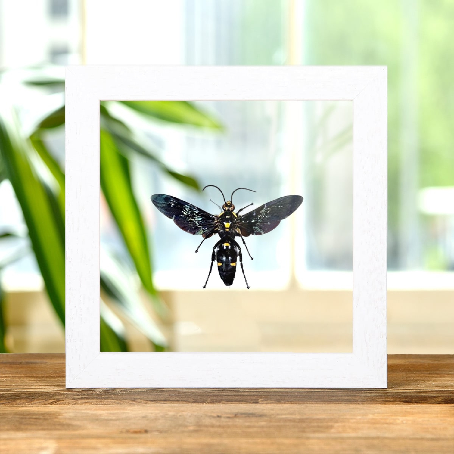 Giant Scoliid Wasp In Clear Glass Box Frame (Megascolia procer javanesis)
