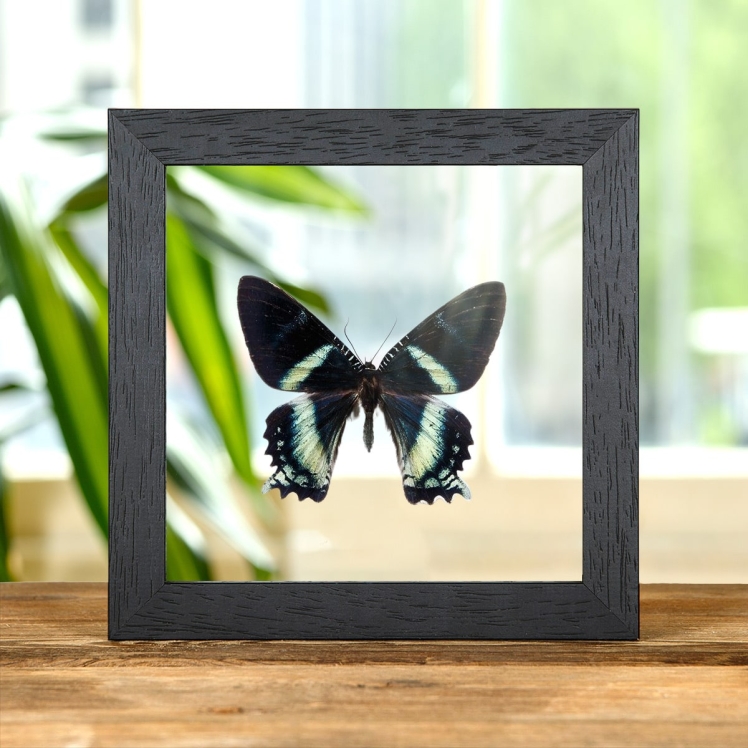 Alcides orontes Moth In Clear Glass Box Frame from Maluku islands