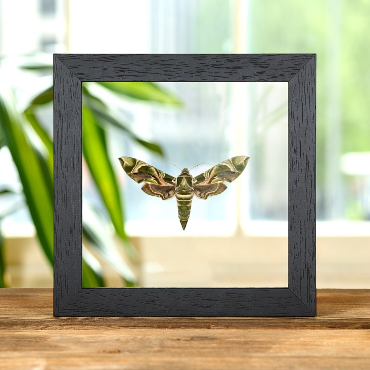 Army Green Moth In Clear Glass Box Frame (Daphnis nerii)