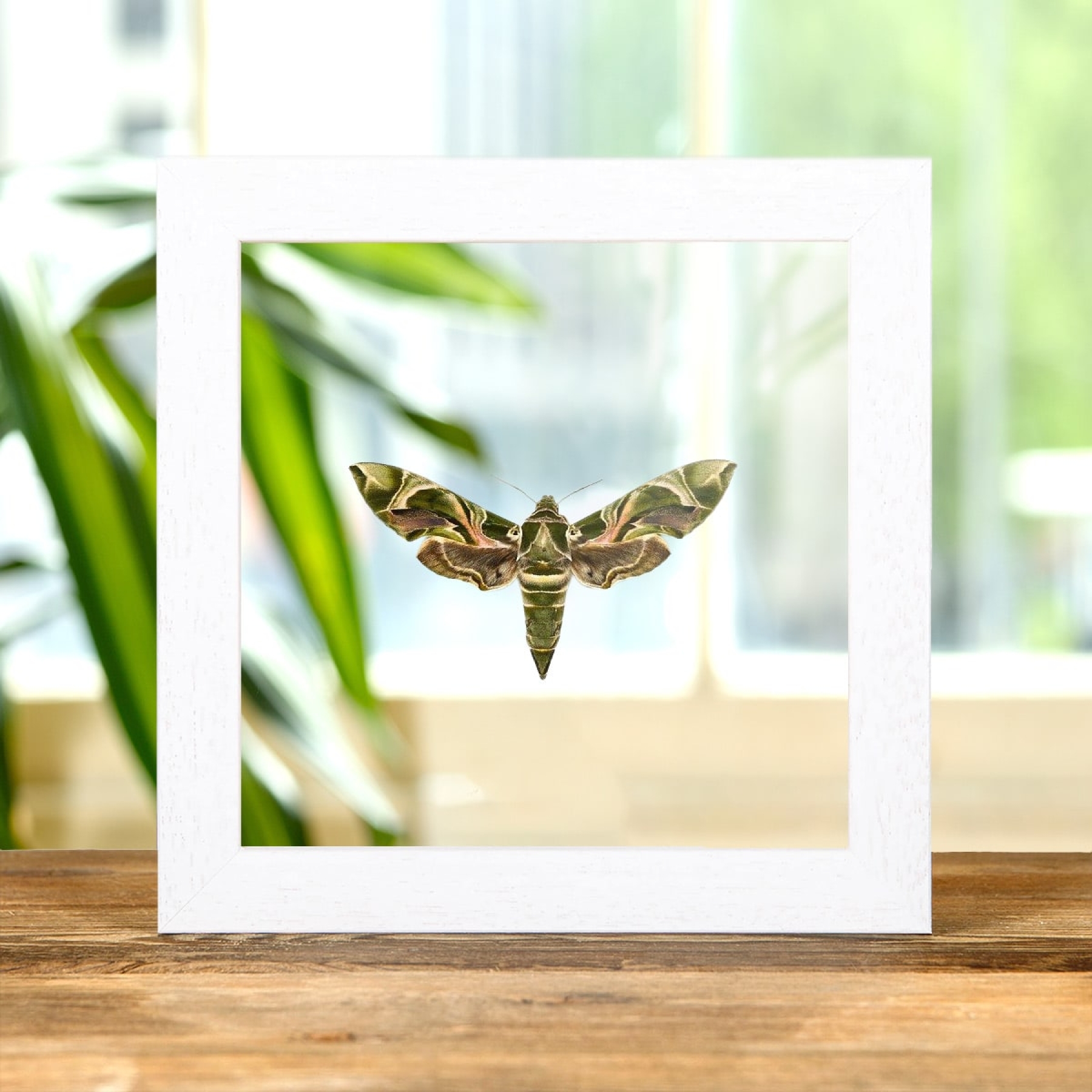 Army Green Moth In Clear Glass Box Frame (Daphnis nerii)