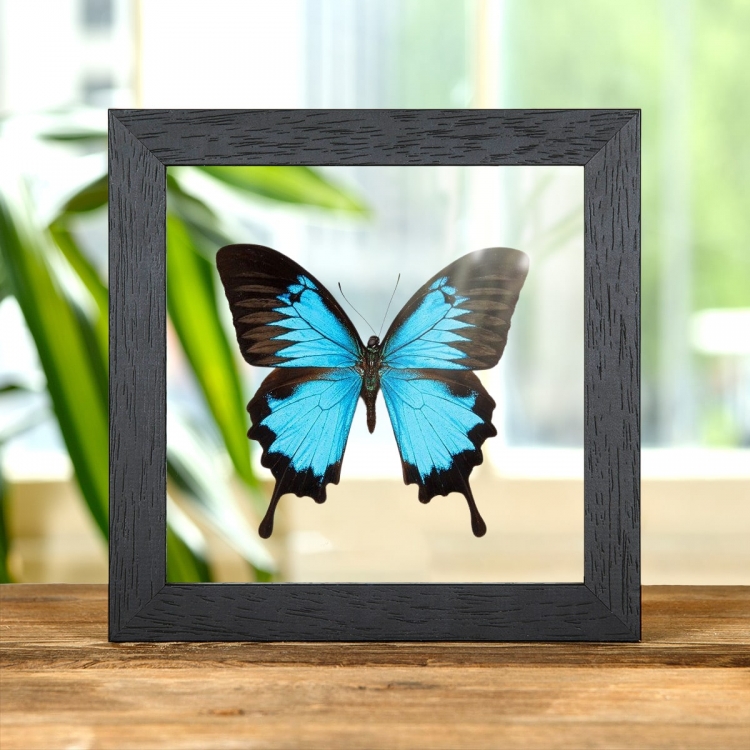 Mountain Blue Swallowtail In Clear Glass Box Frame (Papilio ulysses)
