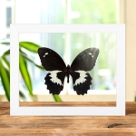 Swallowtail Butterfly In Clear Glass Box Frame (Papilio gambrisius)