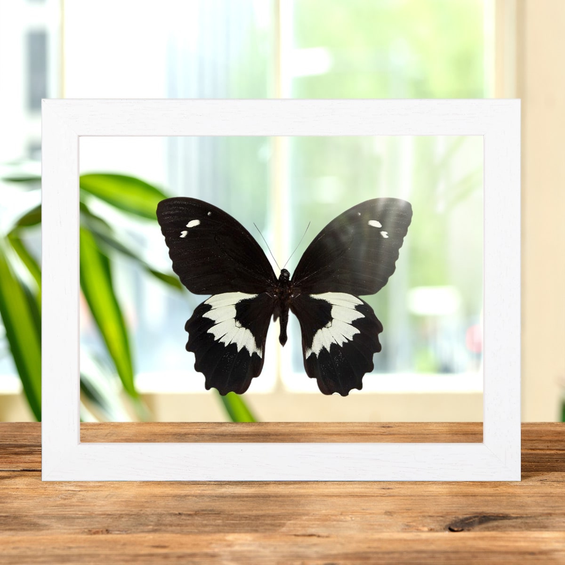 Swallowtail Butterfly In Clear Glass Box Frame (Papilio gambrisius) Swallowtail Butterfly In Clear Glass Box Frame (Papilio gambrisius)