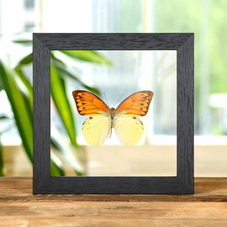 Brimstone Wing Butterfly In Clear Glass Box Frame (Hebomoia leucippe)