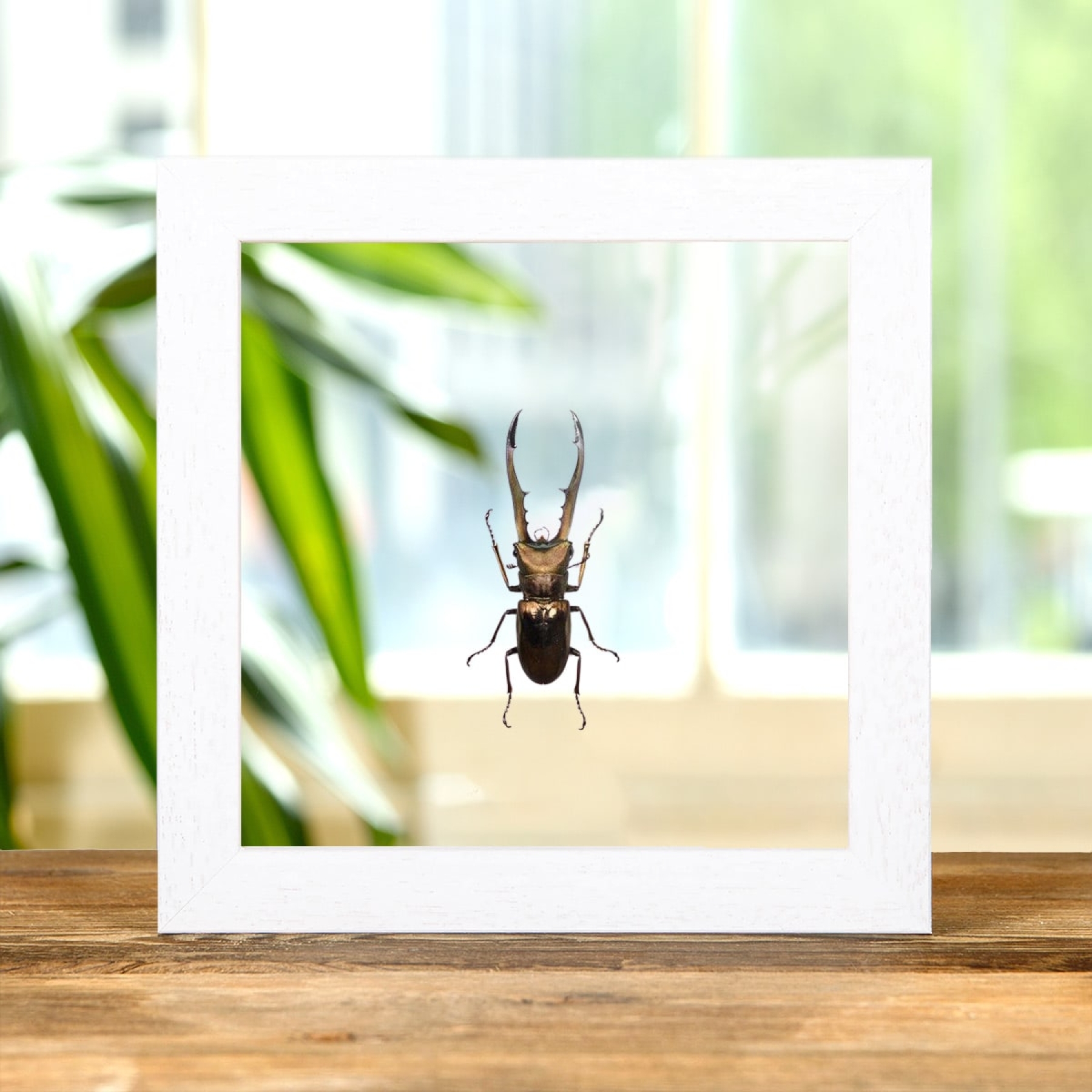 Stag Beetle In Clear Glass Box Frame (Cyclommatus metallifer finae) Stag Beetle In Clear Glass Box Frame (Cyclommatus metallifer finae)