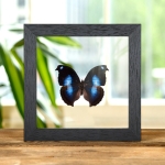 Great Blue Moonset Butterfly In Clear Glass Box Frame (Napeocles jucunda) Minibeast Great Blue Moonset Butterfly In Clear Glass Box Frame (Napeocles jucunda)