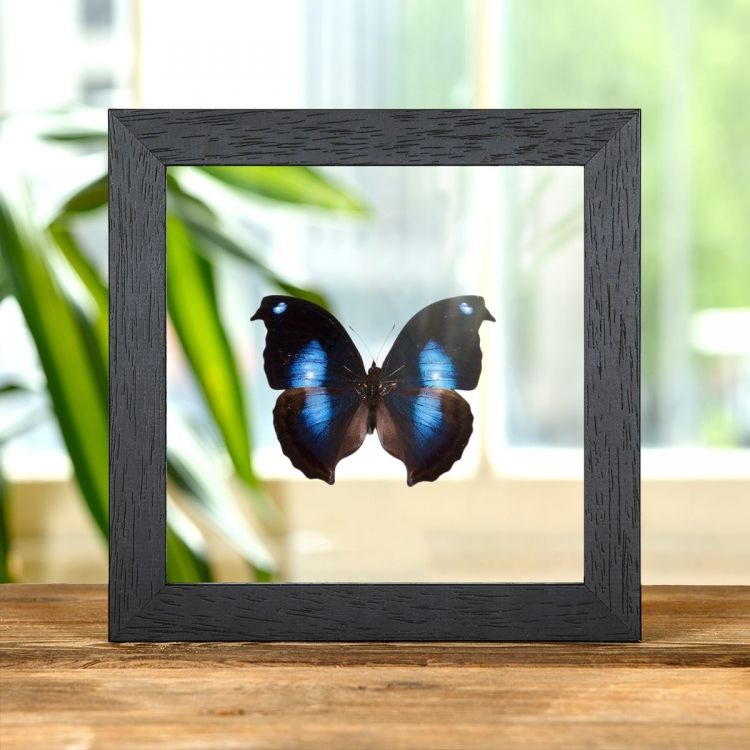 Great Blue Moonset Butterfly In Clear Glass Box Frame (Napeocles jucunda)