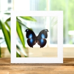 Great Blue Moonset Butterfly In Clear Glass Box Frame (Napeocles jucunda)