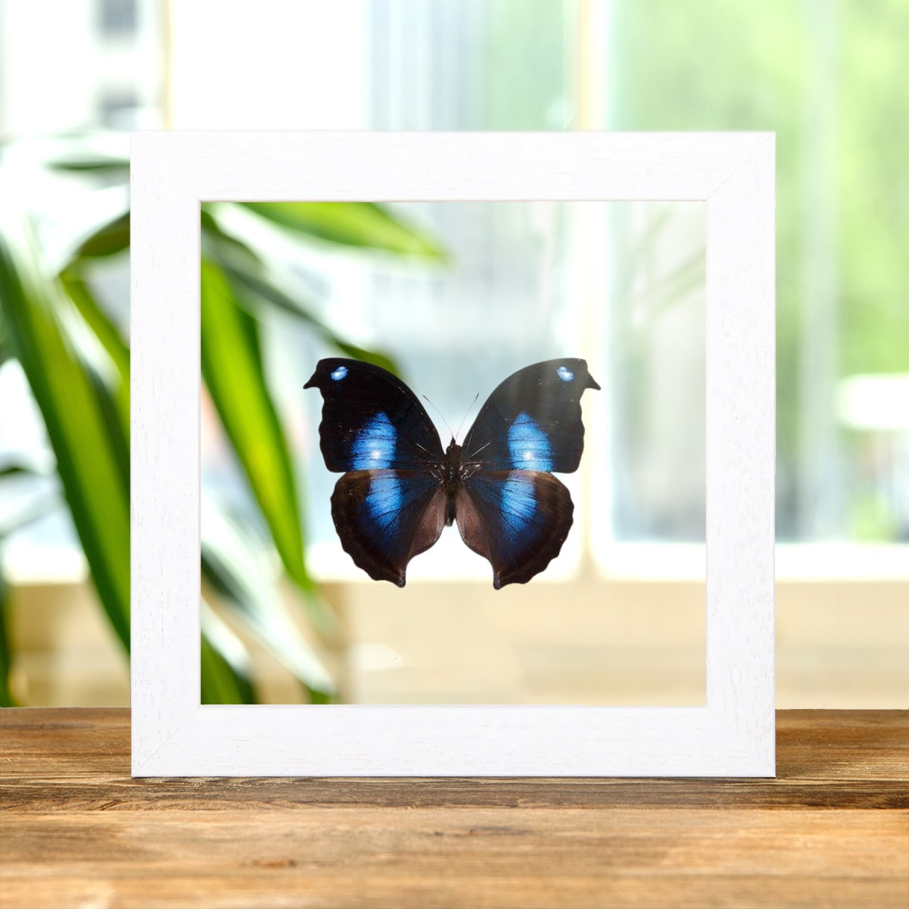 Great Blue Moonset Butterfly In Clear Glass Box Frame (Napeocles jucunda) Great Blue Moonset Butterfly In Clear Glass Box Frame (Napeocles jucunda)