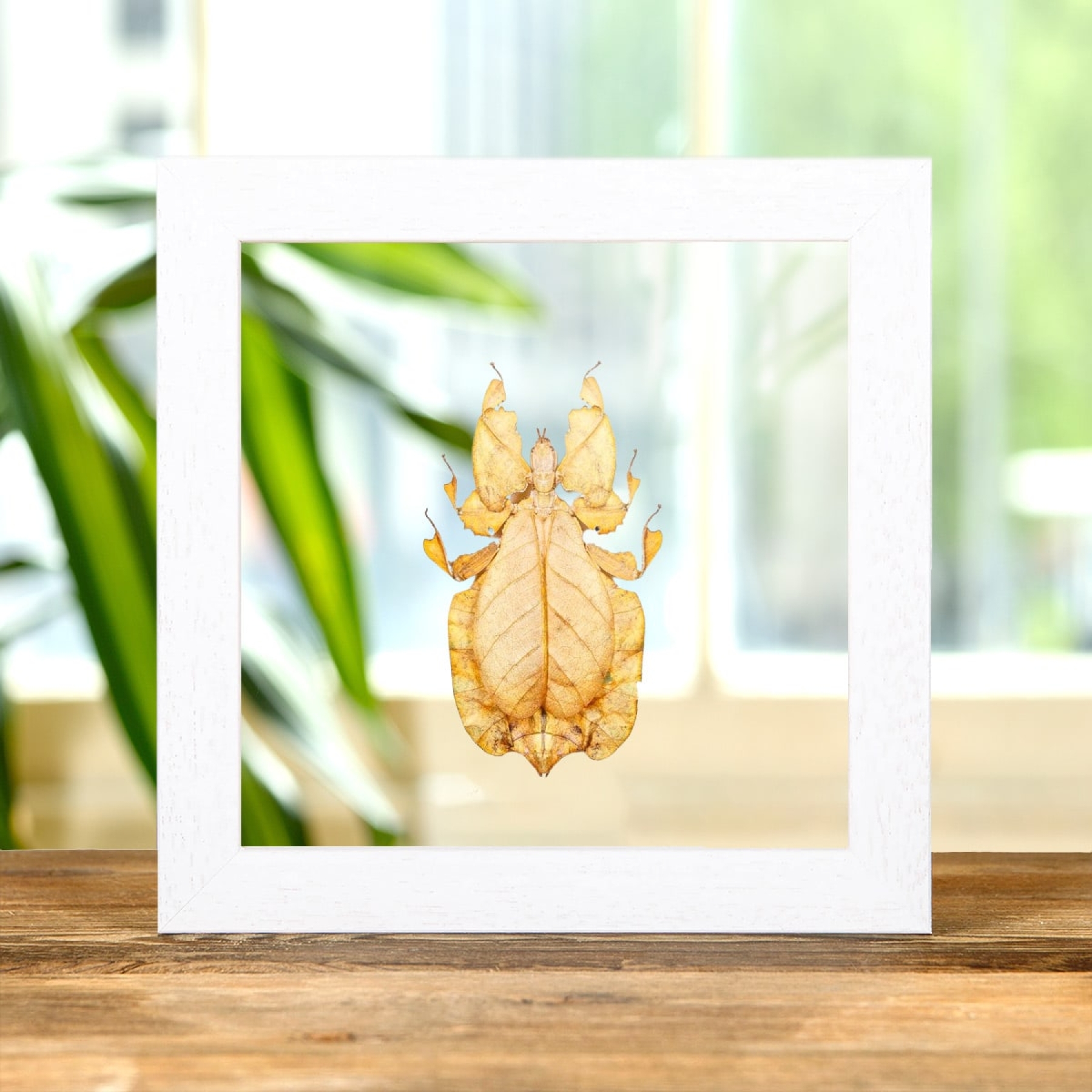 Gray's Leaf Insect Orange Form In Clear Glass Box Frame (Phyllium bioculatum)